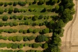 Aerial view of tree plantation with rows of crops demonstrating biodiversity